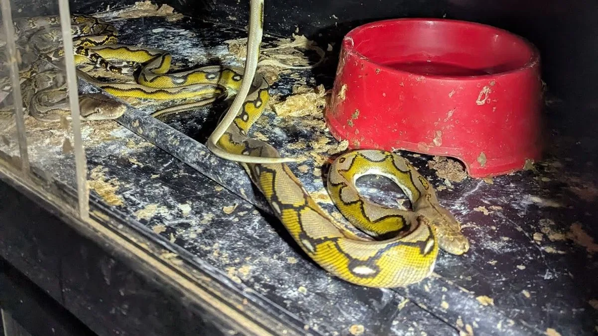 Couple Jailed for Neglecting 52 Dogs and Exotic Animals in Squalid Home