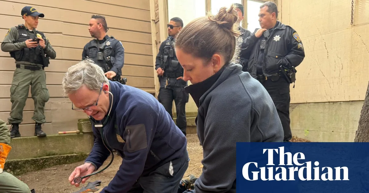 Coyote Strolls Past Live TV Reporter Covering Mountain Lion Capture in San Francisco