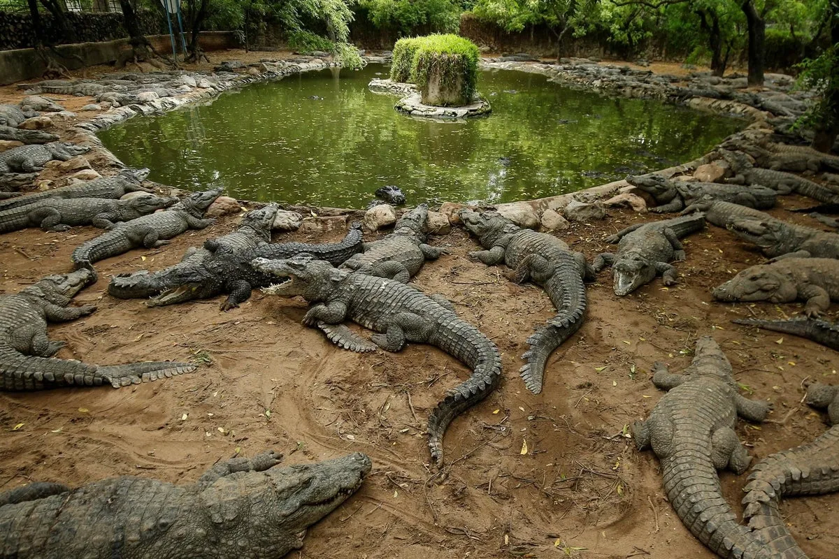 Teenage Girl Killed in Crocodile Attack While Collecting Water in Rajasthan