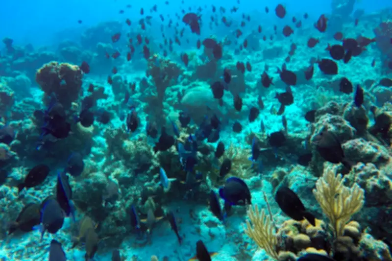 Cuba's Reef Conservation Amid US Blockade: Innovative Freediving and Recycling Efforts