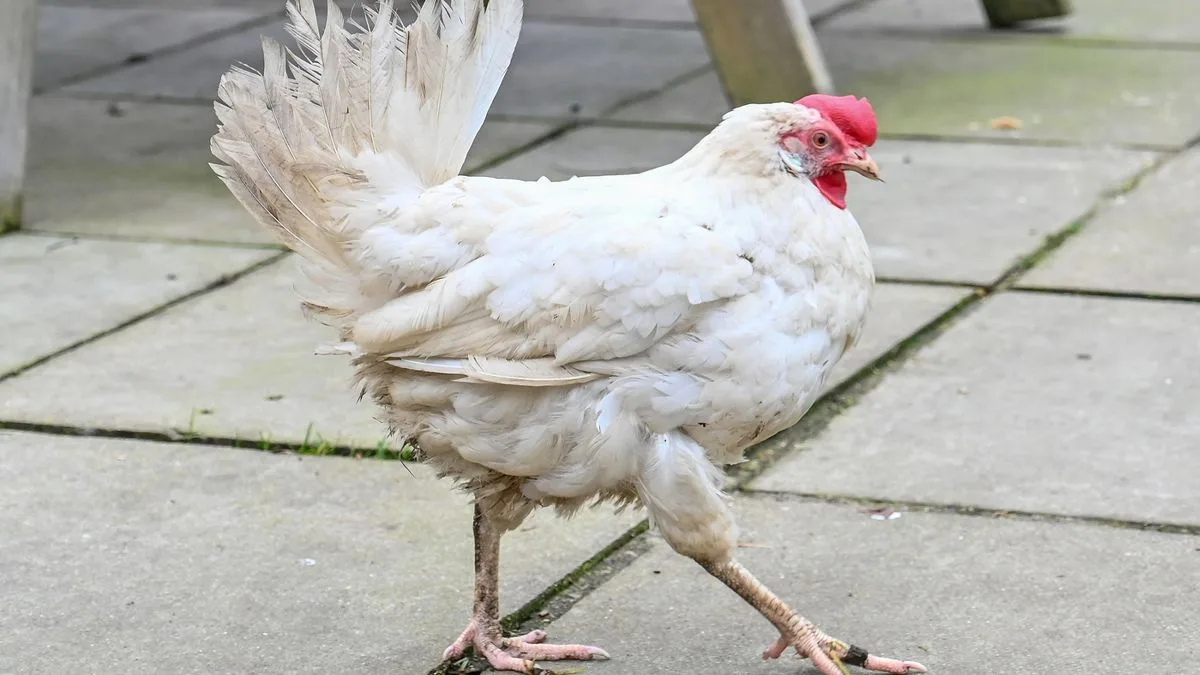 Dark Meaning Behind Chicken Crossed The Road Joke Stuns