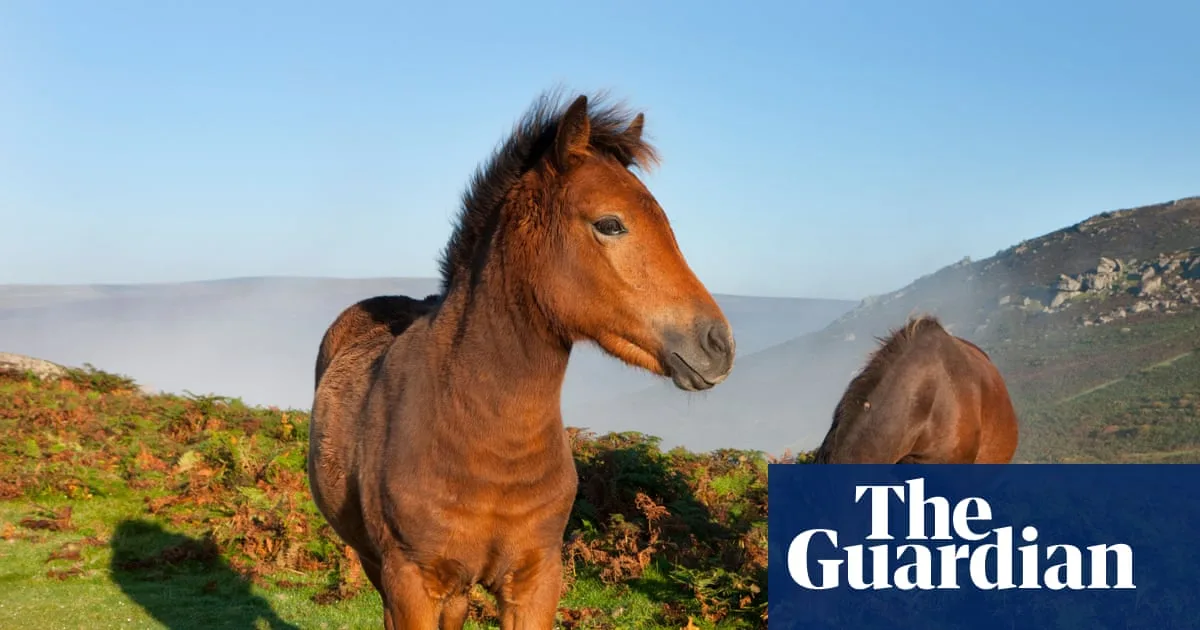 Dartmoor Ponies Face Cull Threat Due to Flawed Livestock Rules