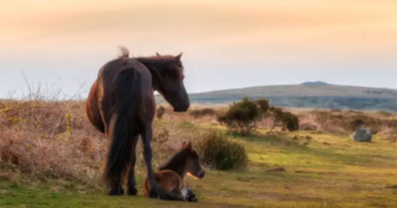 Dartmoor Ponies Face Cull Under Labour Biodiversity Plans
