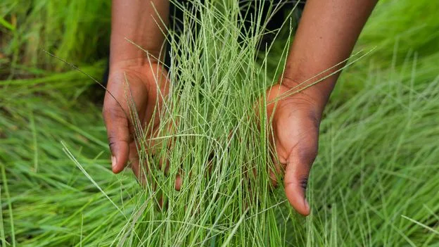 Are Ancient Grains Healthier Than Modern Ones? The Surprising Truth