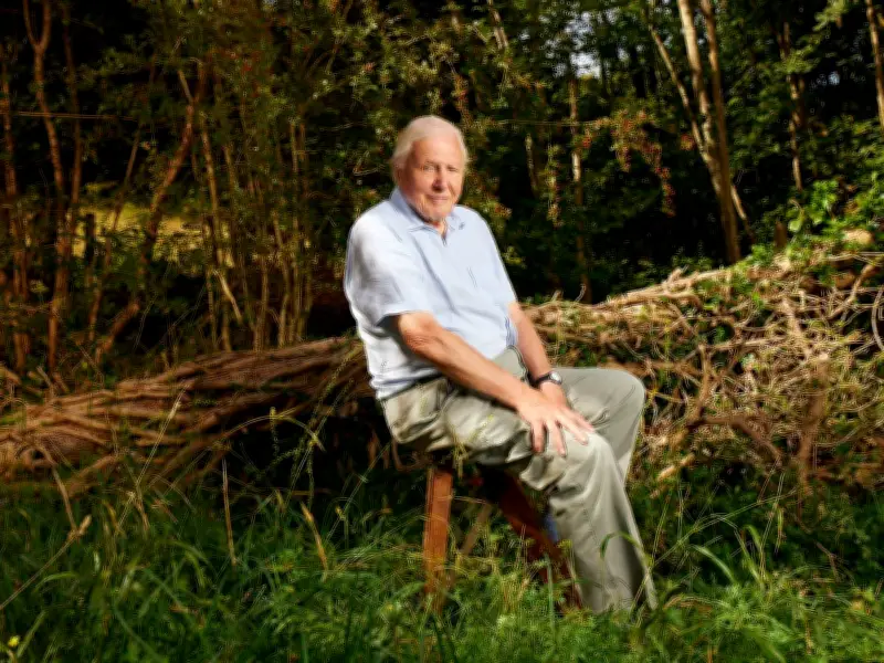 David Attenborough Urges Cat Owners to Make One Simple Change