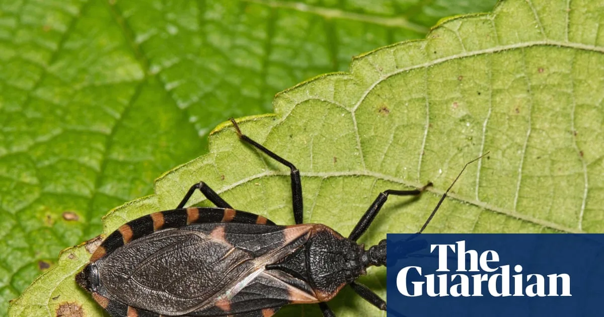 ‘Kissing bug’ disease should be treated as endemic in US, scientists say