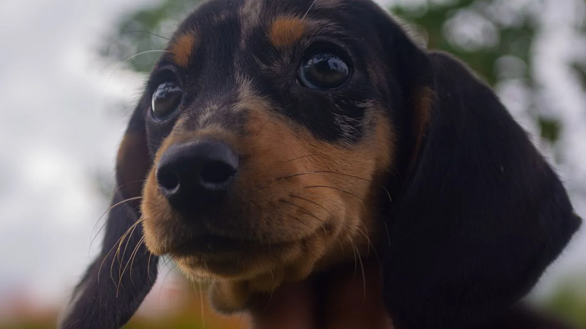 RSPCA Warns Dog Owners of Toxic Spring Garden Plants