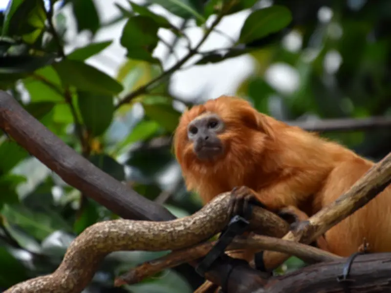 Deadly Human Hepatitis B Found in Wild Amazon Monkeys for First Time