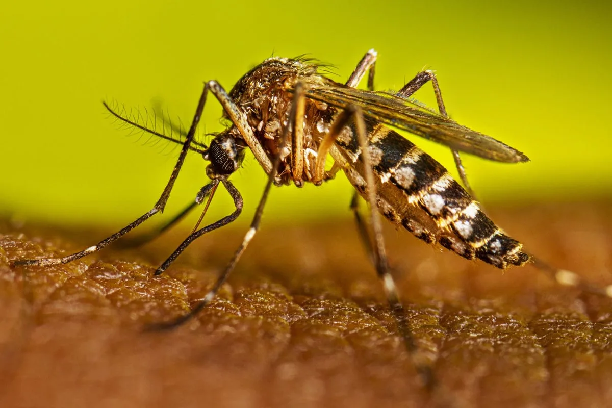 Invasive 'Dangerous' Mosquitoes Spreading in San José, Officials Warn