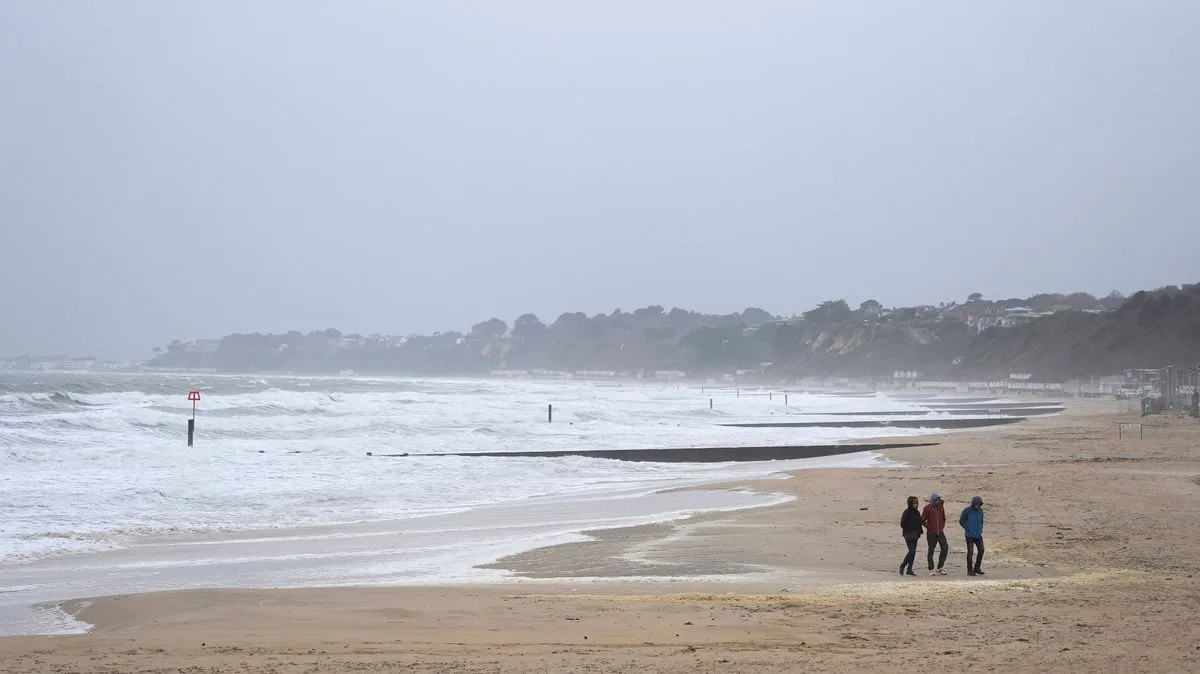 Poisonous Hemlock Root Washes Up on UK Beaches, Coastguard Warns