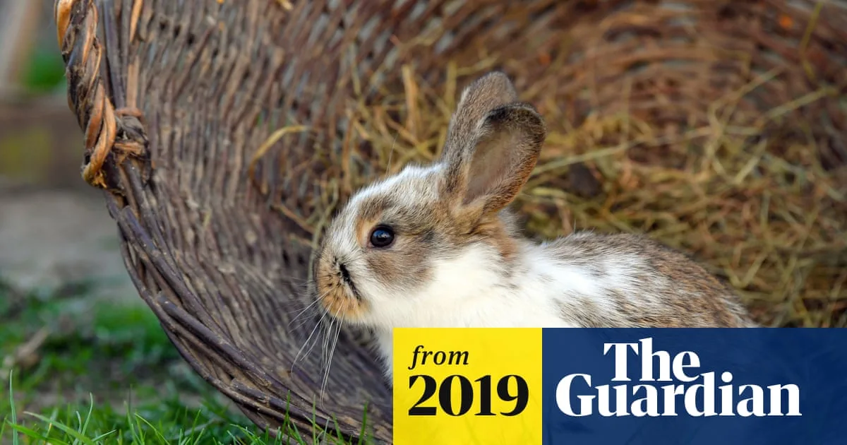 Garden Burials Spread Deadly Rabbit Virus, Vets Warn