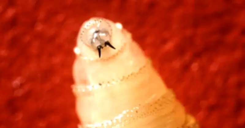 Deadly Screwworm Parasite Spreads to Second US State, 5 Cases Confirmed