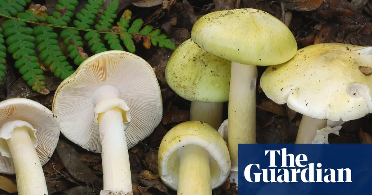 California Sees Unprecedented Spike in Death Cap Mushroom Poisonings