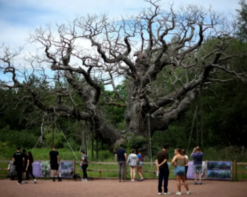 Death of Major Oak Spurs Call for Better Tree Protection