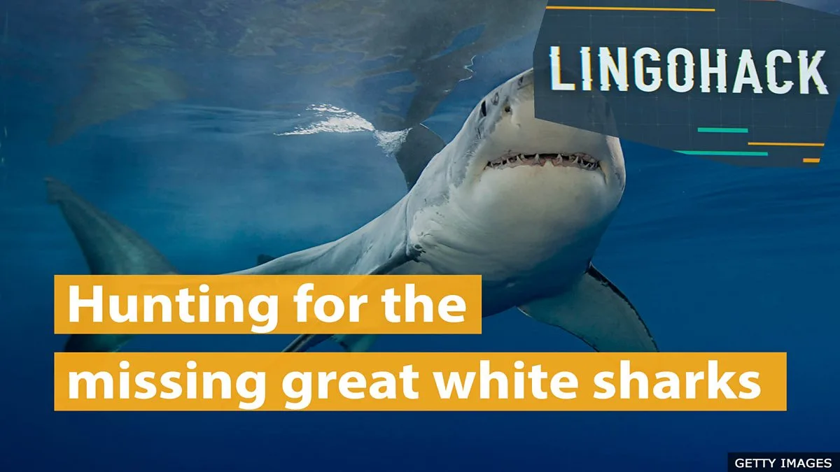 Mystery of South Africa's Vanished Great White Sharks