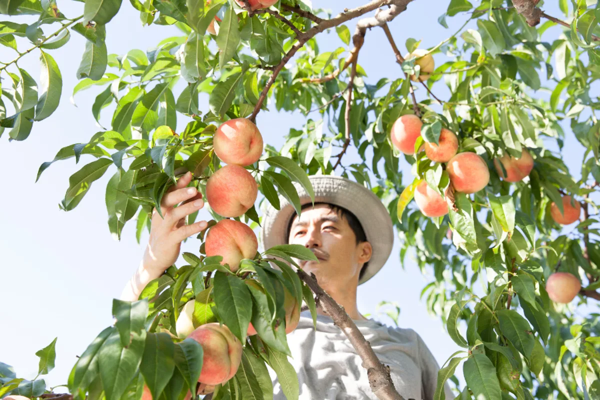 California farmers to destroy 420,000 peach trees after Del Monte collapse