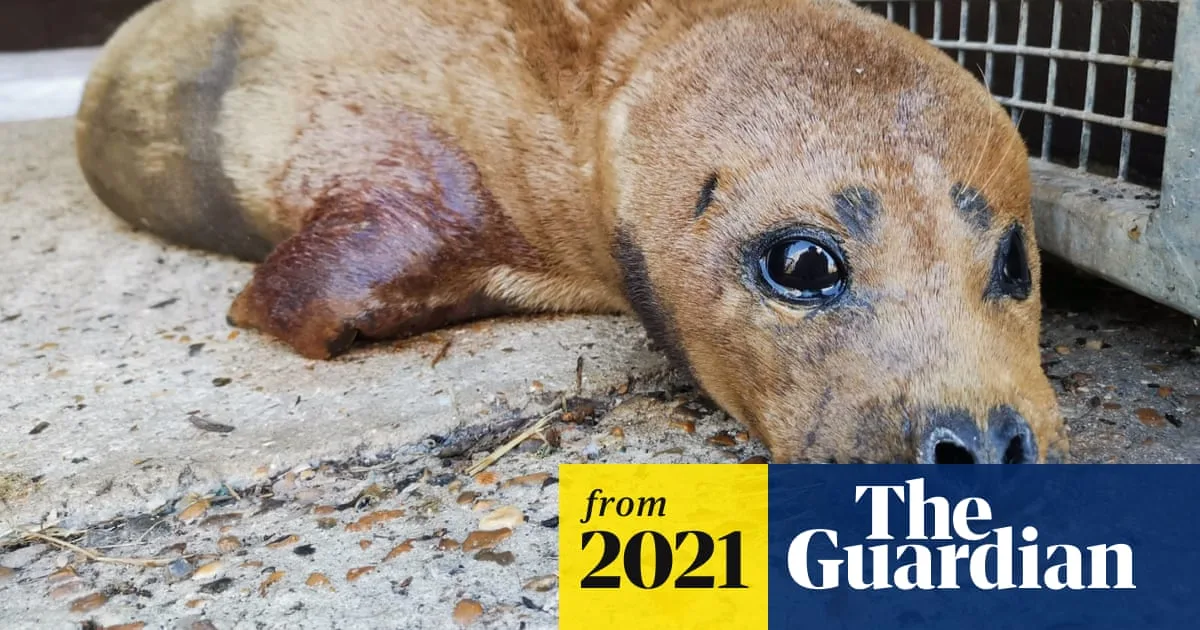 QC 'Heartbroken' Over Dog Attack That Killed Thames Seal Freddie