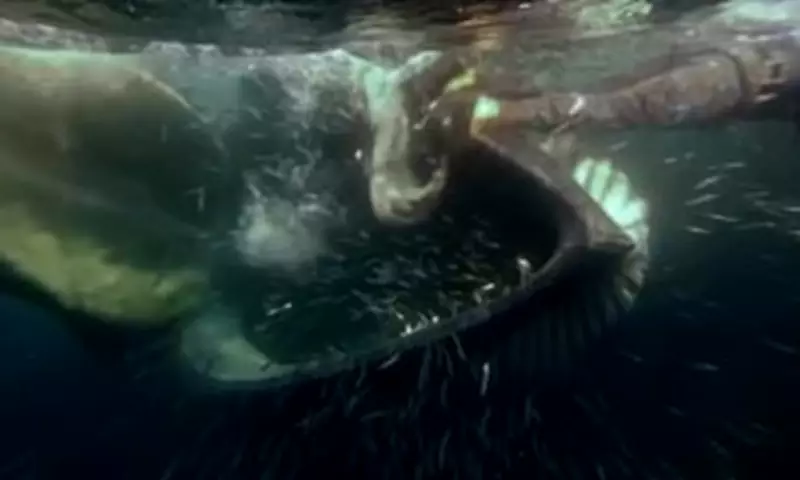 Diver Cheats Death as Giant Whale Nearly Swallows Him off South Africa