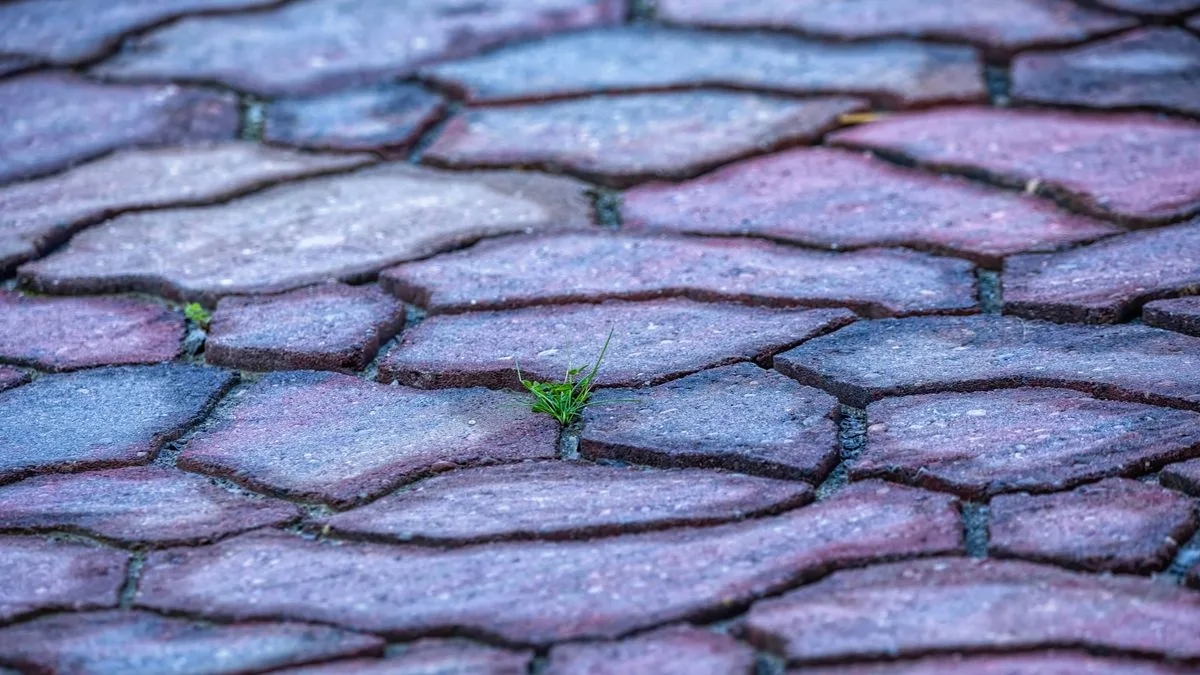 Gardening Expert Reveals Free Boiling Water Hack to Kill Patio Weeds Fast