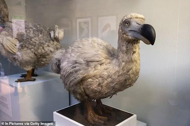 Dodo De-Extinction Scientists Make Major Breakthrough