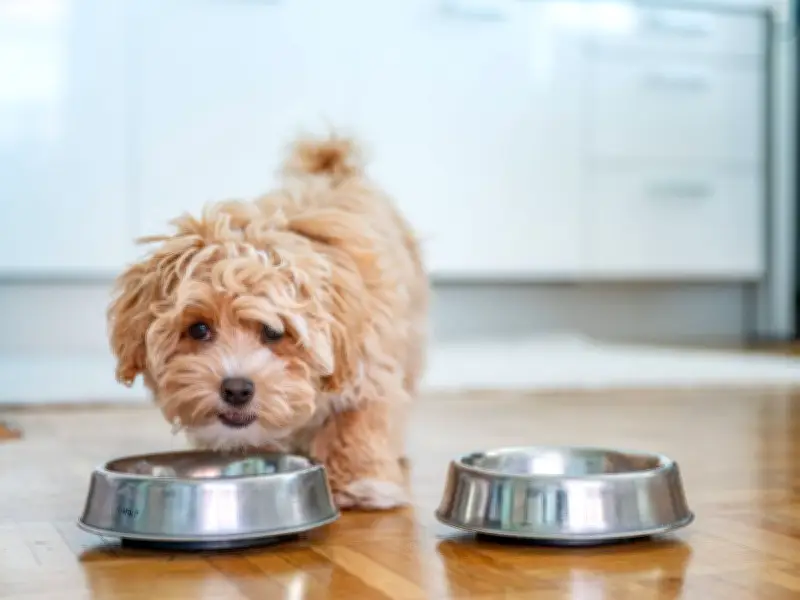 Dog Bad Breath Could Signal Heart or Kidney Disease, Vet Warns