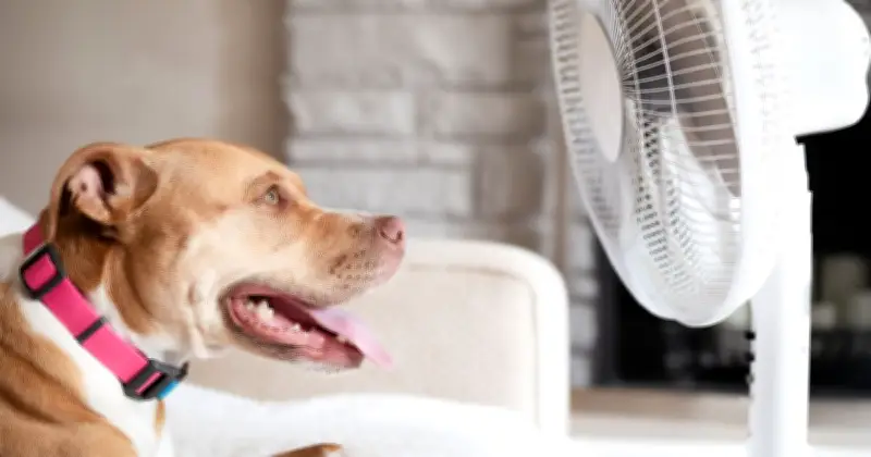 Dog Breeds Most at Risk of Heatstroke in UK Heatwave