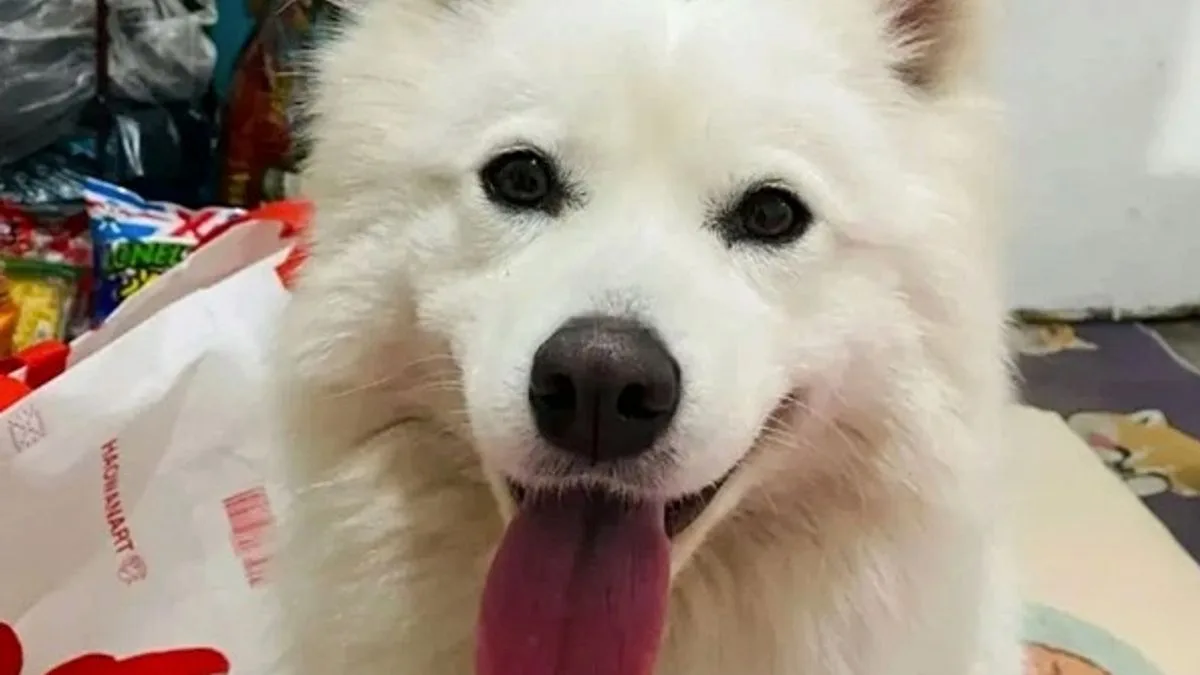Dog Burned to Death After Boys Throw Firework Into Cage