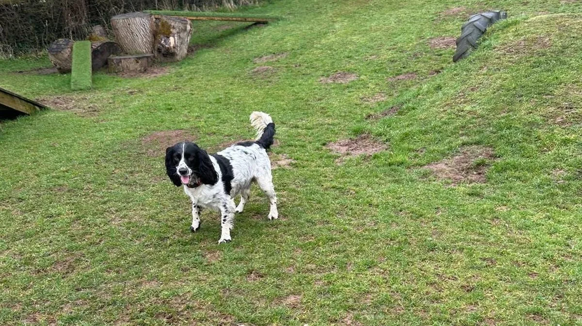 Dog Dies After Suspected Adder Bite Near Welsh Beach