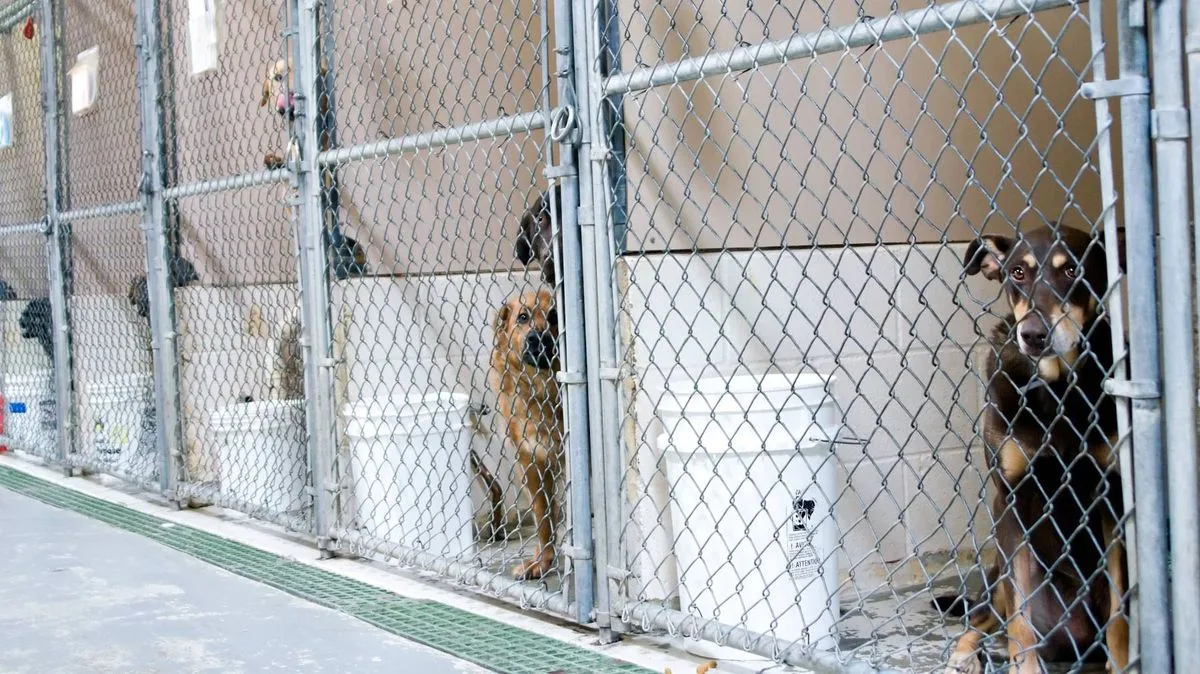 Dog Dumped by Road: Owner's Heartless 4-Word Reply After Microchip Check
