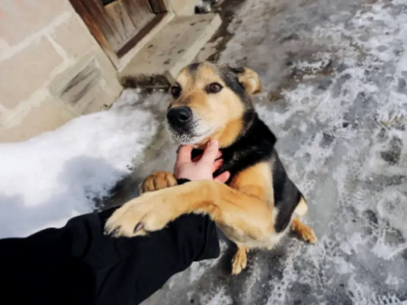 Dog Expert Reveals Heartbreaking Gesture That Signals Canine Depression