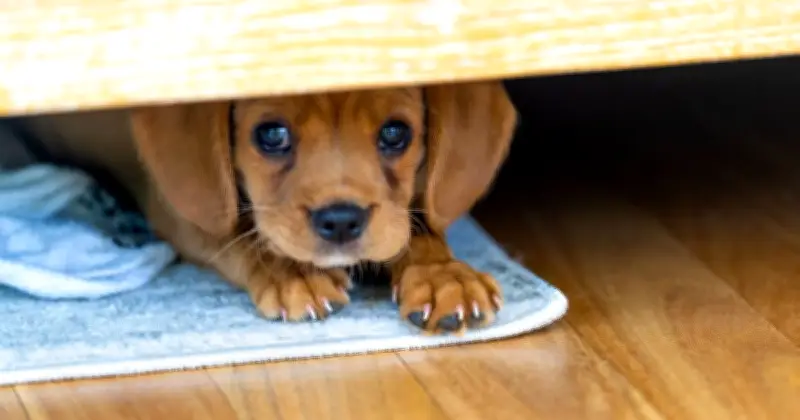 Dog Expert Reveals Heartbreaking Sign Your Pet Is Overwhelmed and Anxious
