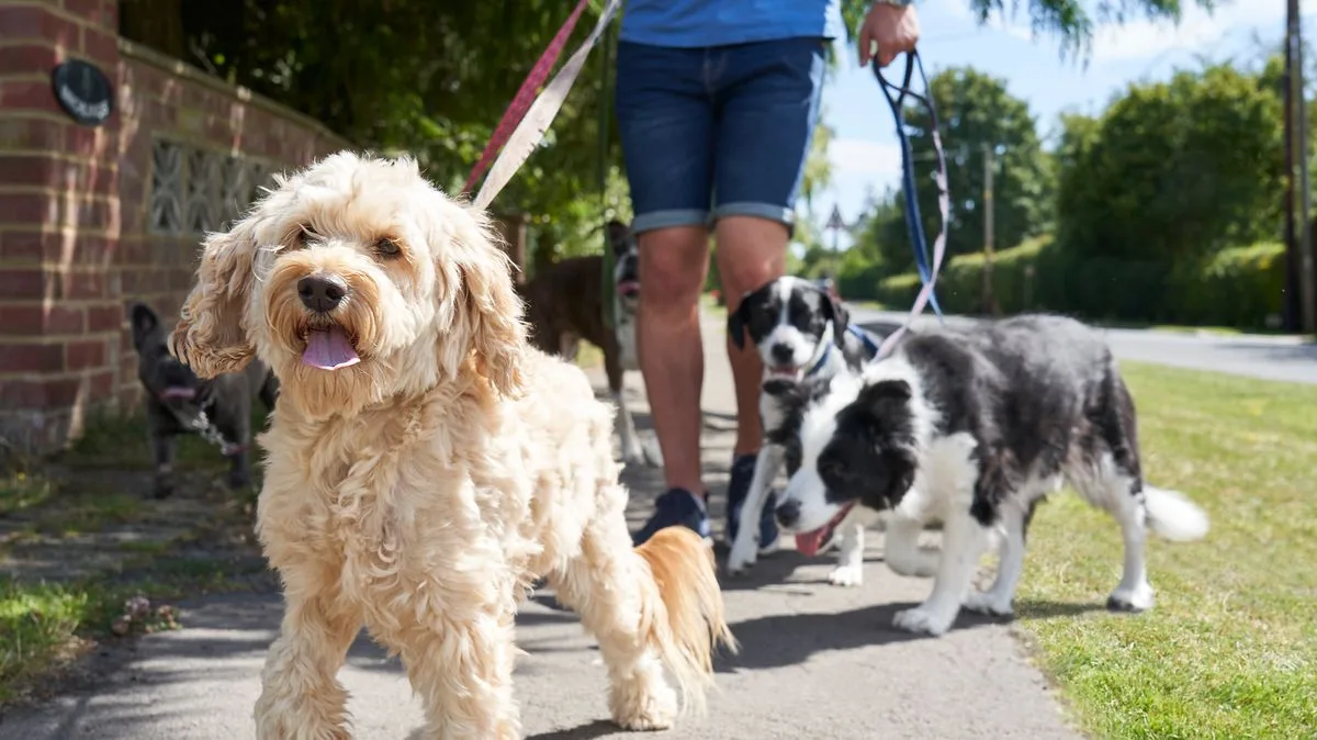 Dog Walkers Face £500 Fines Under New Crime Act Powers