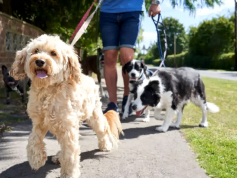 Dog Lover Tells Owner to 'Take Shoes Off' in Heatwave, Sparks Debate