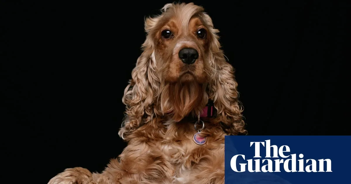 Dog Obsession Sparks Safety Concerns In Britain