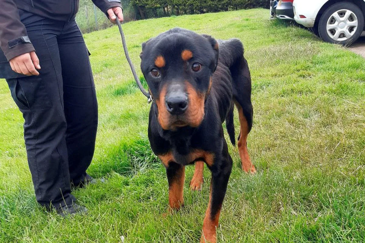 Elderly Couple Banned for Life After Starving Rottweilers