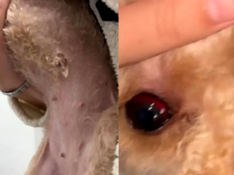 Dog Owner Claims Grooming Parlour Superglued Pet's Nipple Back On