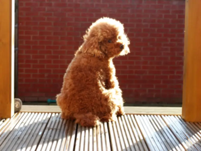 Dog Owner's 3am Mistake Caught on Doorbell Camera Leaves Her Heartbroken