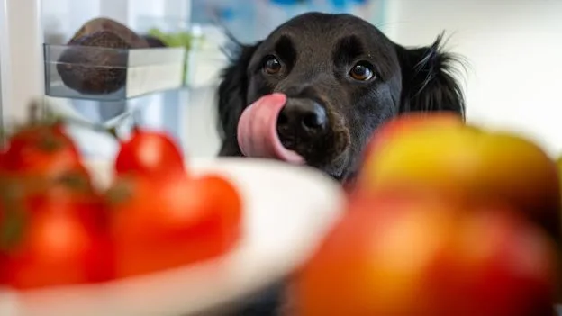 Pet Owners Ditch Kibble for Fresh Human-Grade Meals