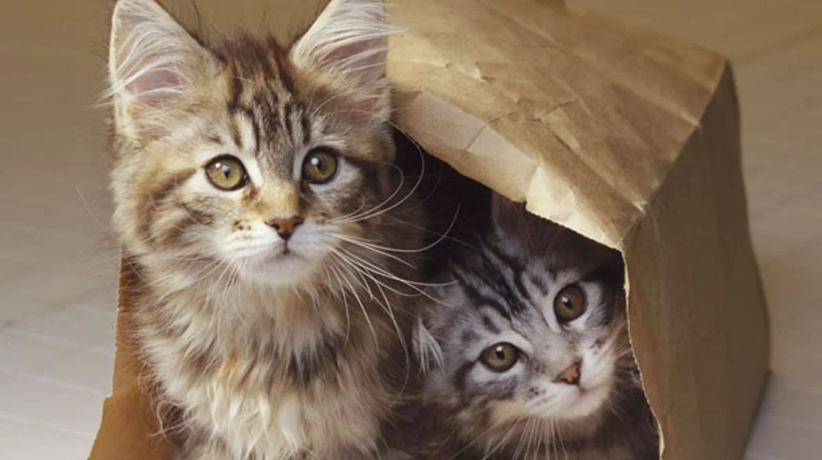 Cat Owners Face £500 Fine for Failure to Microchip Pets by June 2024