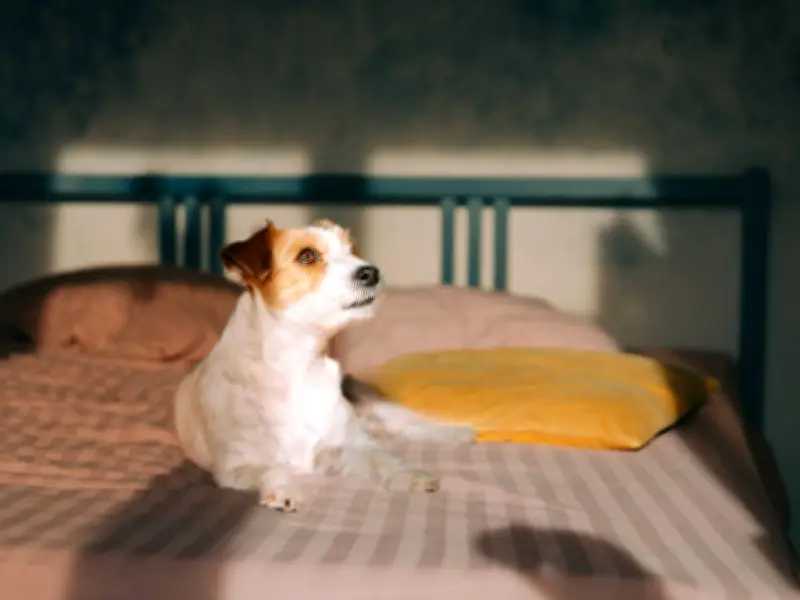 Dog Owners Urged to Use Five-Second Test to Prevent Heatstroke