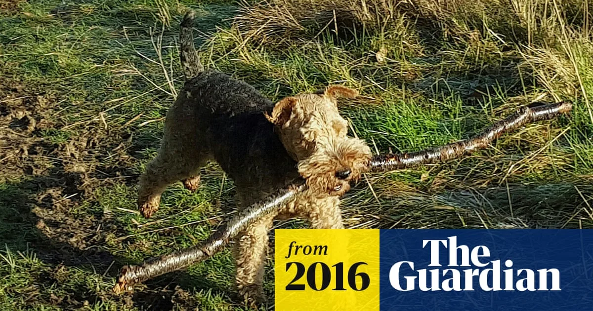 Vets Urge Dog Owners to Stop Throwing Sticks After Life-Threatening Injuries