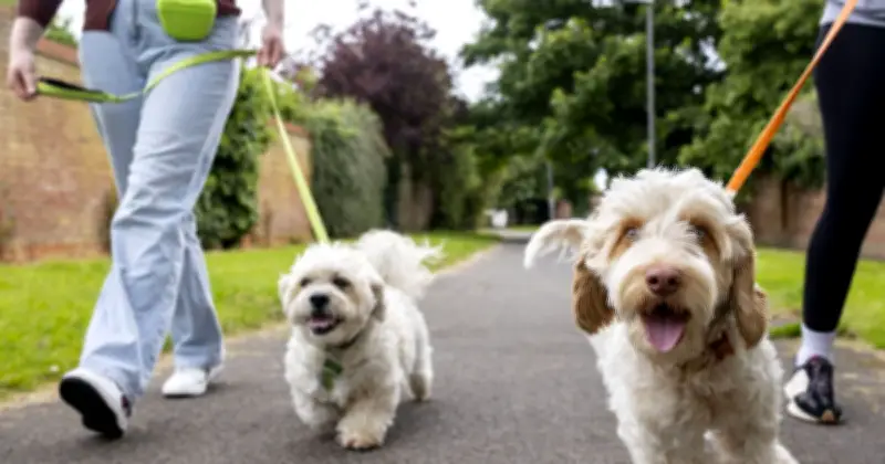 Dog Owners Warned: Avoid Early Morning Walks Due to High Pollen