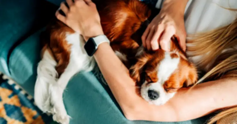 Dog Owners Warned: Skip Walks on Friday Amid UK Heatwave