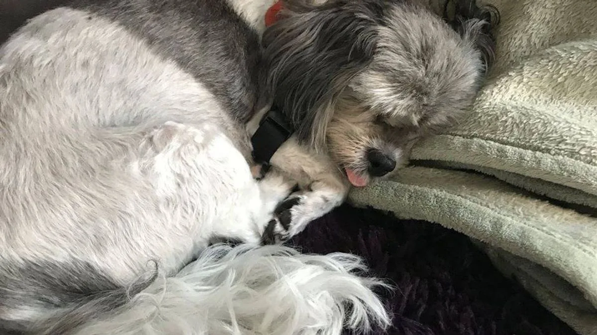 Dog Poisoned by Household Diffuser: Owner's Warning