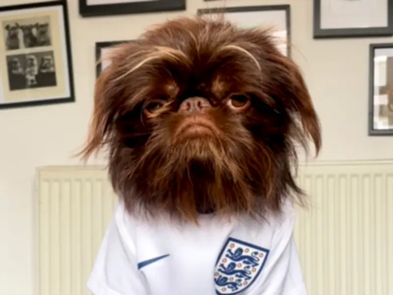 Dog Predicts England World Cup Win: Bug's Accurate Call Goes Viral