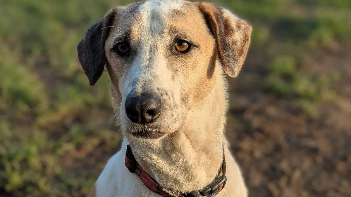 Dog Returned After 12 Days Overlooked for Six Years