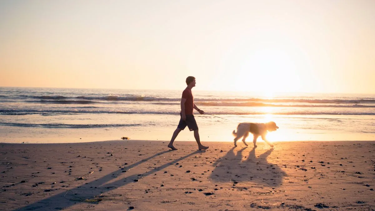 Dog Trainer Warns Flat Owners: No Walks for Dogs in Heatwave