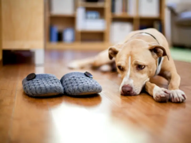 Dog Trainer Reveals 3 Essential Tips for Calming Your Pet When Left Home Alone