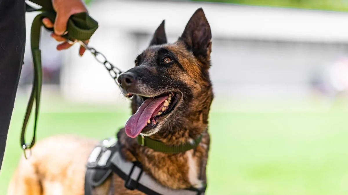 Dog Trainer's 'Pull Up' Technique Stops Lead Pulling, Owners Call It a Game Changer