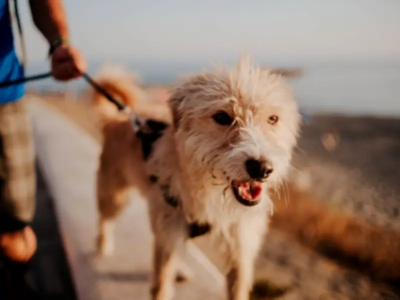 Dog Walking Danger: Heatstroke Risk Starts at 20C, Experts Warn